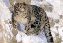 718 Snow Leopards survive in five states and UT of Himalayan range