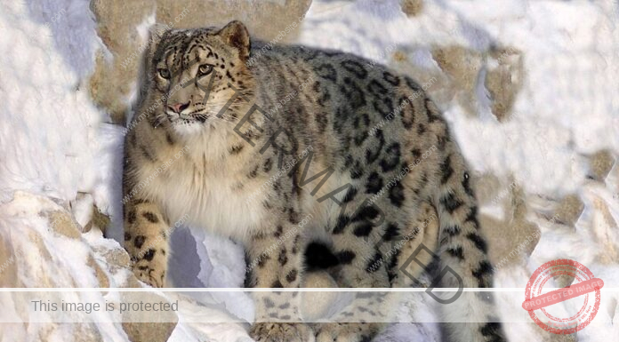 718 Snow Leopards survive in five states and UT of Himalayan range