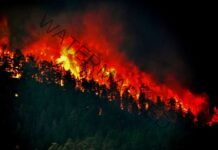 India’s one-third forest cover prone to frequent fires