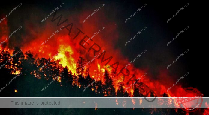 India’s one-third forest cover prone to frequent fires