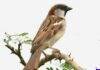 ICAR survey reveals sharp decline in Sparrow population