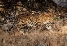 8 percent rise in Leopard population between 2018 and 2022: Survey