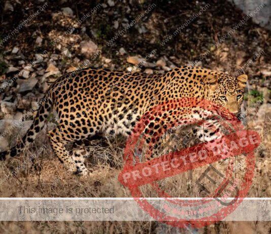 8 percent rise in Leopard population between 2018 and 2022: Survey