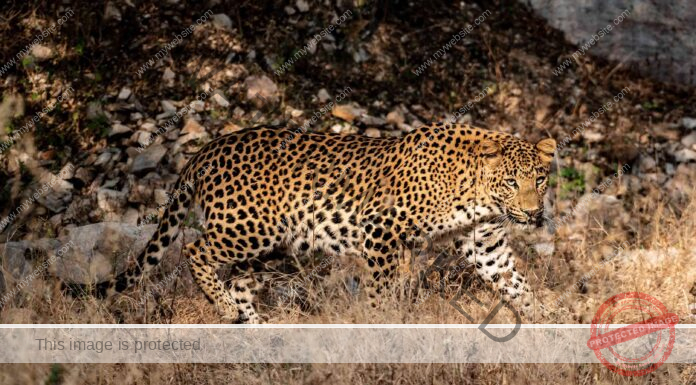 8 percent rise in Leopard population between 2018 and 2022: Survey