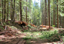 Forest cover increases in 26 states/UT, depletes in 10 states including six in Himalayan range