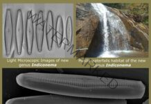 New freshwater diatom genus discovered from Eastern and Western Ghats