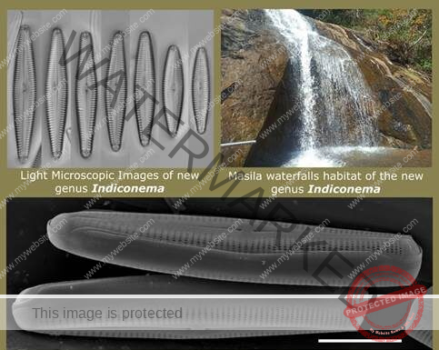 New freshwater diatom genus discovered from Eastern and Western Ghats