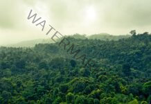 Rise in greenhouse gases could decrease rainfall, turn evergreen forests into deciduous: Study