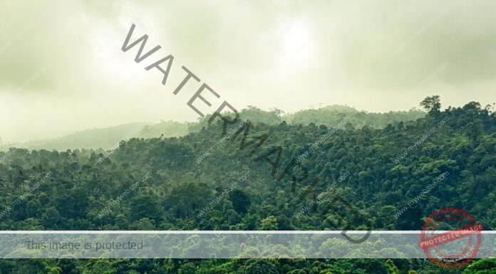 Rise in greenhouse gases could decrease rainfall, turn evergreen forests into deciduous: Study