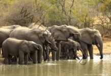 50 elephants die in collision with trains in India between 2021 and 2024