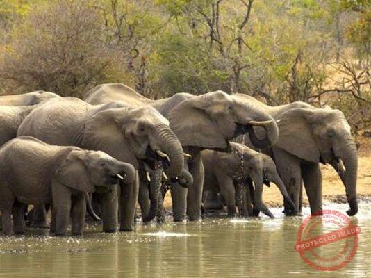 50 elephants die in collision with trains in India between 2021 and 2024