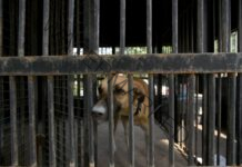 World’s 36% deaths due to dog-mediated rabies annually occur in India: WHO