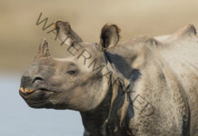 Celebrating Assam’s Rhino conservation, Greater One-Horned Rhino count surge 170% since 1980
