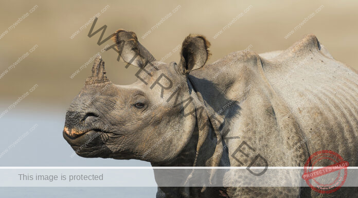 Celebrating Assam’s Rhino conservation, Greater One-Horned Rhino count surge 170% since 1980