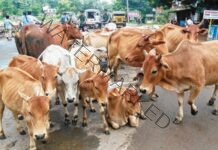 Now ‘fluorescent strips’ on stray animals to reduce road accidents at night