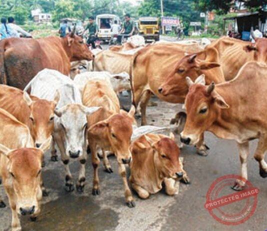 Now ‘fluorescent strips’ on stray animals to reduce road accidents at night