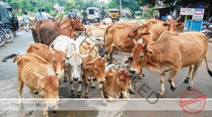 Now ‘fluorescent strips’ on stray animals to reduce road accidents at night