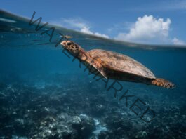 Operation Olivia: ICG protects over 6.98 lakh Olive Ridley Turtles along Odisha Coastline