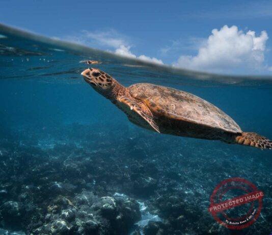 Operation Olivia: ICG protects over 6.98 lakh Olive Ridley Turtles along Odisha Coastline