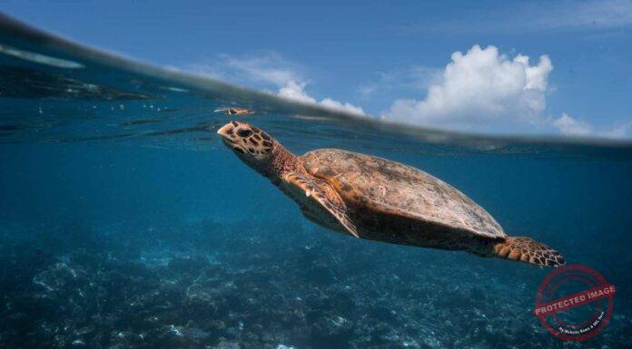 Operation Olivia: ICG protects over 6.98 lakh Olive Ridley Turtles along Odisha Coastline