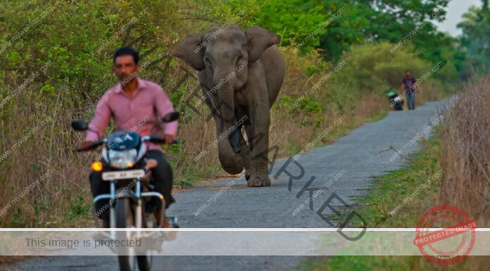 UP to get 4 high-tech rescue centers to curb human-wildlife conflict soon