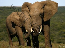 In a first, Forest and Wildlife Department launches MVU service for swift medical assistance to wildlife