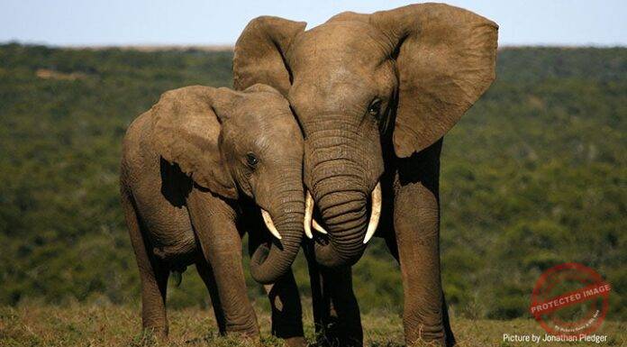 In a first, Forest and Wildlife Department launches MVU service for swift medical assistance to wildlife