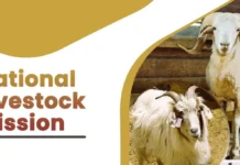 Centre expands livestock schemes to Boost Productivity, Insurance Coverage and Rural Entrepreneurship