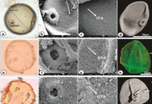 Pollen Clues Reveal How Farming Took Root in the Ganga Plains