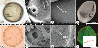Pollen Clues Reveal How Farming Took Root in the Ganga Plains