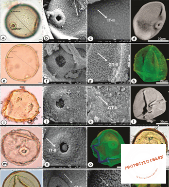 Pollen Clues Reveal How Farming Took Root in the Ganga Plains