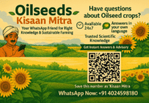 AI on WhatsApp Empowers Oilseed Farmers Across India