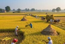 Kalanamak Rice Cultivation Expands Rapidly, Farmers’ Income Rises Sharply: Centre
