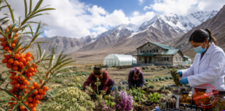 Ladakh’s Medicinal Plant Wealth Gets Major Push as Centre Expands Support