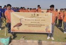 Two Captive-Bred Great Indian Bustards Set for Release into the Wild