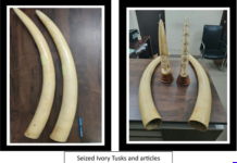 DRI Seizes Ivory, Leopard Skin, Pangolins and Tiger Parts