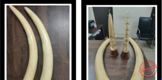 DRI Seizes Ivory, Leopard Skin, Pangolins and Tiger Parts