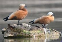 India Adds Two More Ramsar Sites, Total Reaches 103
