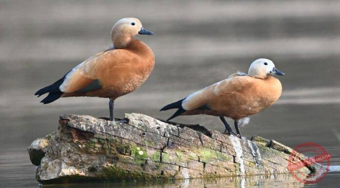 India Adds Two More Ramsar Sites, Total Reaches 103